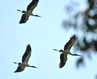 Wood Storks flying over
El Pilar Archeological Reserve