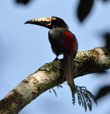 Collared Aracari, a small toucan