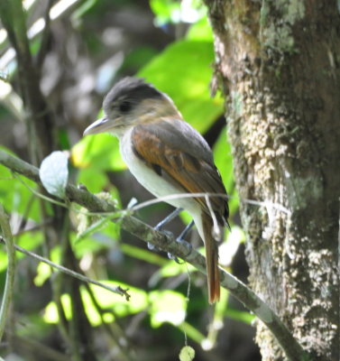 Female Gray-collared Becard