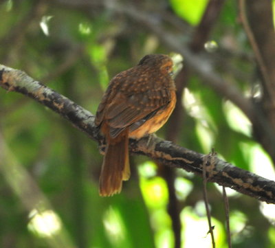 Male White-whiskered Puffbird