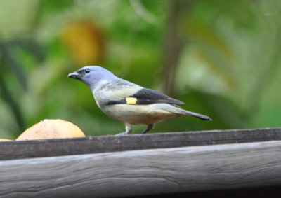 Yellow-winged Tanager
at the feeder on the deck at Crystal Paradise Resort
where we relaxed after our day of travel
