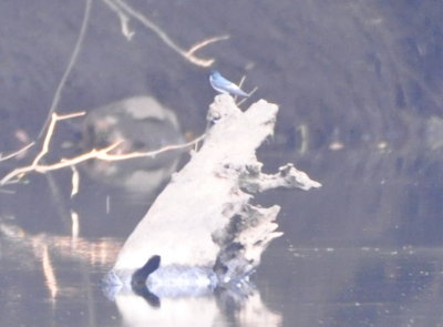 Mangrove Swallow, showing the white rump.
On a snag in river below Crystal Paradise Resort.