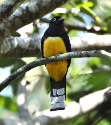 Black-headed Trogon
above trail to Macal River
below Crystal Paradise Resort