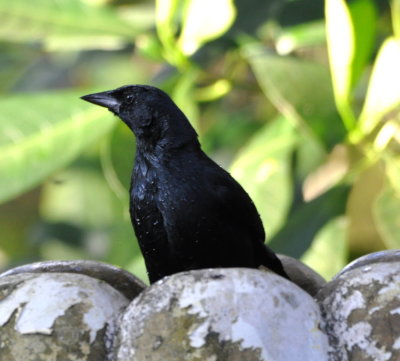 Melodious Blackbird
enjoying the bird bath 
on the deck at Crystal Paradise Resort