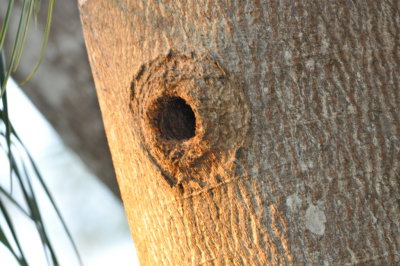 Nest cavity in a palm tree, used by Collared Aracaris
on the grounds of Crystal Paradise Resort
San Ignacio, Belize, C.A.