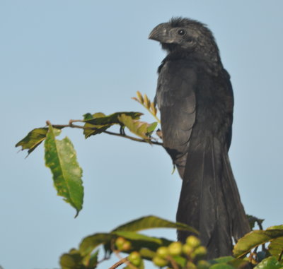After breakfast on MONDAY, March 20, we headed for Mountain Pine Ridge Reserve.
Along the way, we stopped several times for birds like this Grooved-billed Ani.