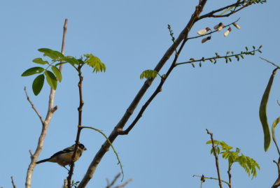 White-collared Seedeater and interesting tree.