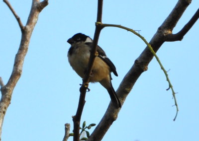 White-collared Seedeater
along the road to Mountain Pine Ridge Reserve