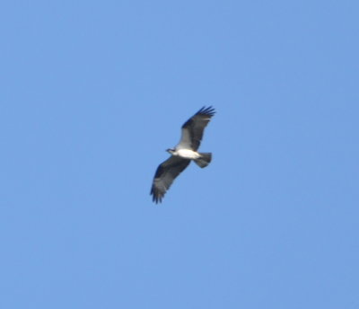 Osprey
flying over the area where we stopped at the gate 
to Mountain Pine Ridge Reserve