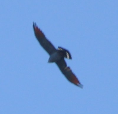 Note the rufous under-wing spots on this Plumbeous Kite