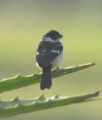 Male White-collared Seedeater
on a yucca plant
