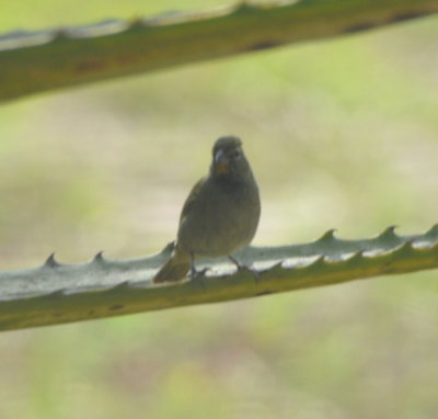 Female White-collared Seedeater