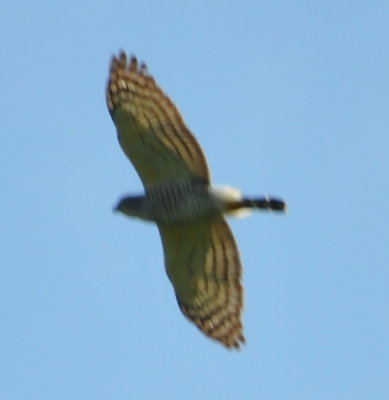 Double-toothed Kite