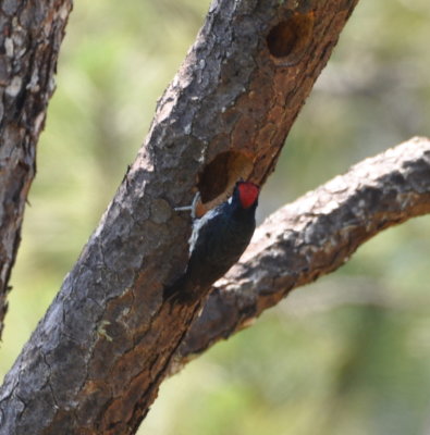 Acorn Woodpecker
Mountain Pine Ridge Reserve