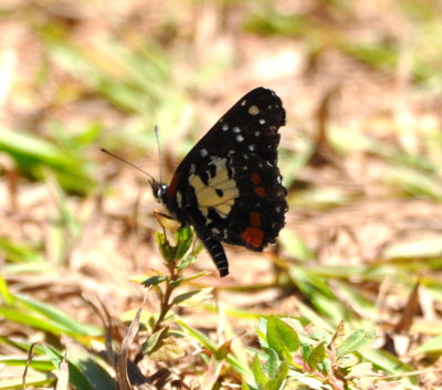 Butterfly
Mountain Pine Ridge Reserve, Belize
