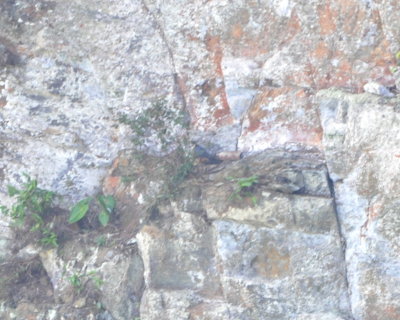 After a lengthy wait, the Orange-breasted Falcon flew onto a ledge in the valley near the falls.
