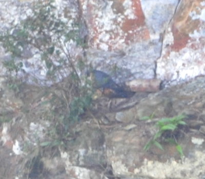 Orange-breasted Falcon on ledge near the Thousand-Foot Falls