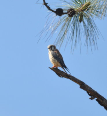 On the road leaving the falls, we saw this American Kestrel