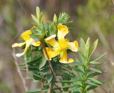 Yellow wildflower at the British camp