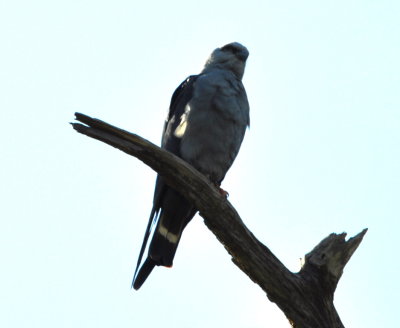 Plumbeous Kite
perched at the side of the road as we were leaving the area