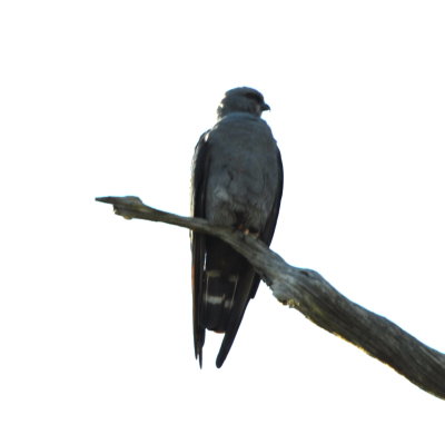 Second Plumbeous Kite in a tree near the first. Note wings extend beyond tail