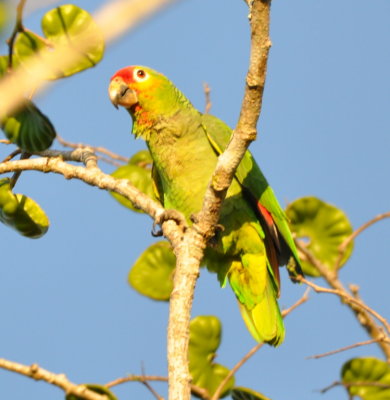 Red-lored Parrot
in the evening sunlight
back at Crystal Paradise Resort
