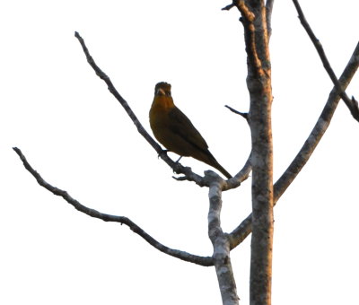 Hepatic Tanager
in a tree in the field opposite the parking lot
at Crystal Paradise Resort