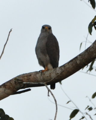 Gray Hawk perched at the end of the day at Crystal Paradise Resort, San Ignacio, Belize, C.A.
