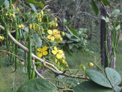 Wildflowers along the path to Slate Creek overlook