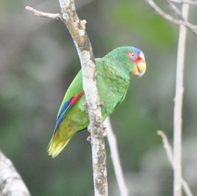 White-fronted parrot