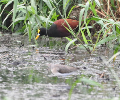 Northern Jacana and sandpiper at a sewage lagoon along the highway to Aguacate Lagoon