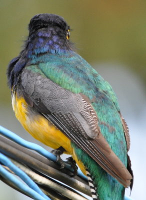 Back of Gartered Trogon, showing iridescence and patterns of feathers