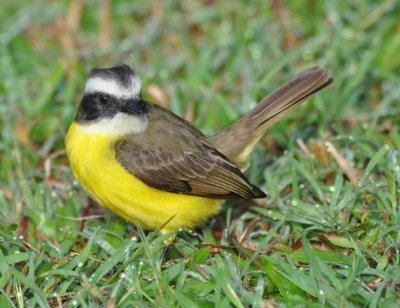 Social Flycatcher
in the wet grass of the backyard lawn
at The Orange Gallery, Belize, C.A.