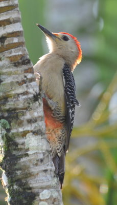 Male Golden-fronted Woodpecker