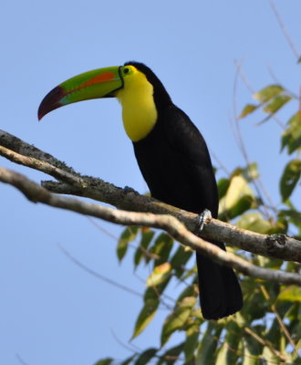 Keel-billed Toucan