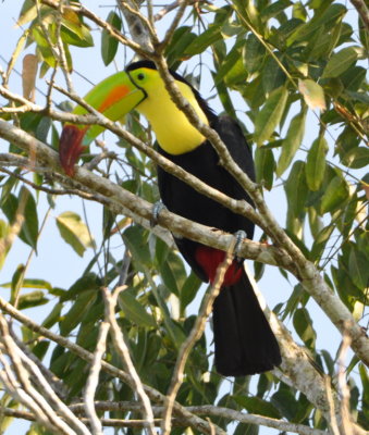 Keel-billed Toucan
Note red vent feathers