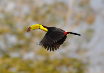 Keel-billed Toucan in flight