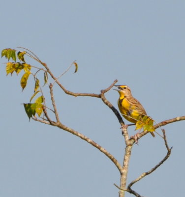Eastern Meadowlark singing