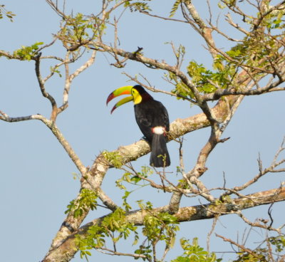 Keel-billed Toucan making its presence known.
Also, note the white rump.