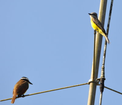 Great Kiskadee (left) and Tropical Kingbird (right)