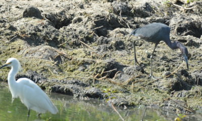 Snowy Egret and Little Blue Heron
at a small pond in Mennonite country