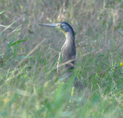 Bare-throated Tiger-Heron in the grass at the side of the highway