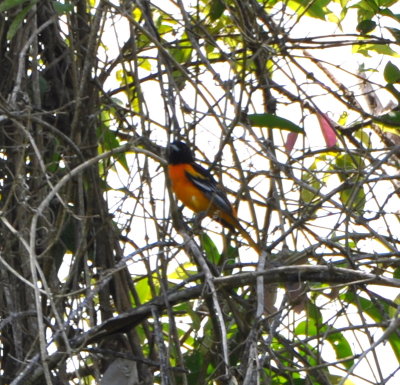 Baltimore Oriole
spotted by Marilyn