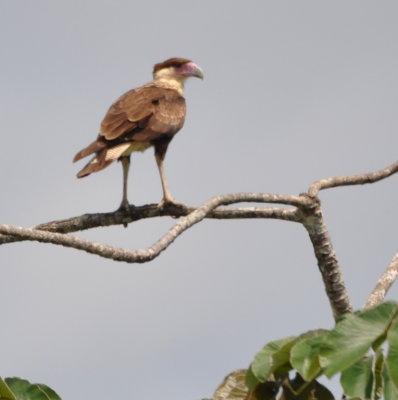 Back out on the road, we saw this Crested Caracara