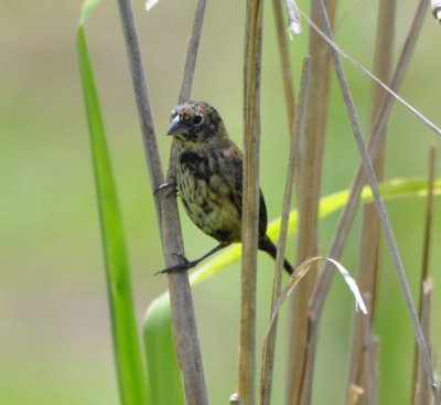 Immature Blue-black Grassquit.
Note blue-black feathers coming in on head.