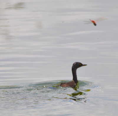 Least Grebe
on a small pond near Midway Diner, Spanish Lookout, Belize,
where we stopped for lunch--a Mennonite settlement