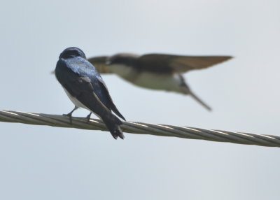 Adult and immature Tree Swallows