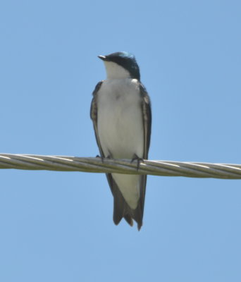 One more Adult Tree Swallow