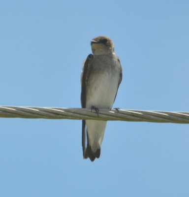 And one more immature Tree Swallow