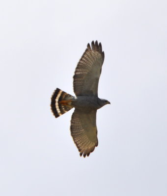 Gray Hawk soaring overhead